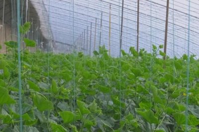 大棚黄瓜疯长怎么办,需合理施肥并控温控湿