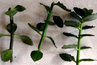 长寿花夏天可以扦插吗，长寿花在夏天可以扦插