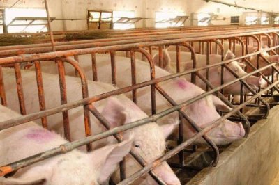 在没有非瘟的地区养生猪要注意什么,需避免从疫区购买种猪