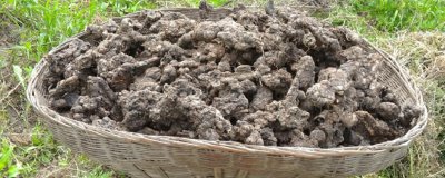 猪苓的价格,野生品种一斤售价50元左右