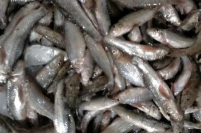 沙光鱼的产地,在中国的沿海地区都有分布