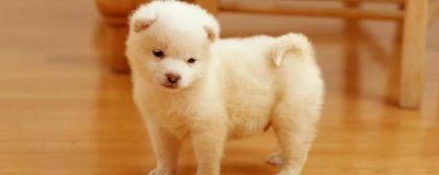 感染犬瘟热的四类疾病类型,首先是呼吸道的疾病症状