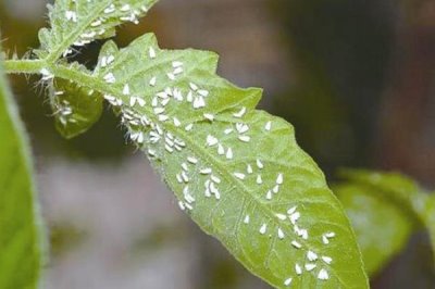 啶虫脒和吡虫啉能不能混用,二者可以混用