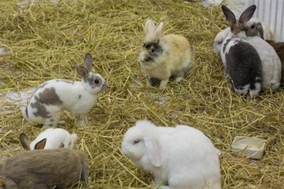 散养100只野兔的成本,总资金需要3万元左右