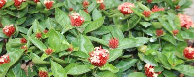 红钻花如何养殖,在生长过程中需要充足的光照