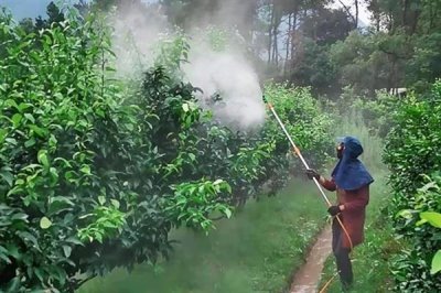 有哪些叶面肥，常见的有尿素、过磷酸钙等