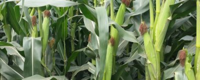 良星206玉米种简介,夏播生育期108天