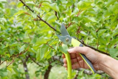 果树秋施基肥的时间，最佳时间是9月中下旬