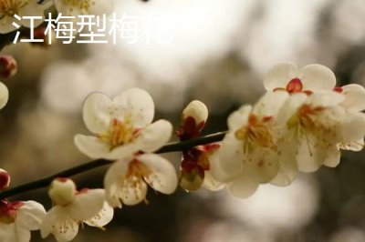 红梅的品种,品种较多各有特点