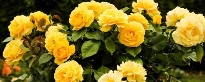 6朵黄玫瑰代表的意思，寓意纯洁友谊、互爱互谅等
