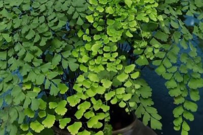 铁线蕨盆栽技术,选择肥沃的砂壤土