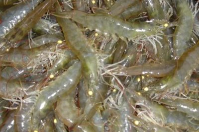 室内水产养殖项目,好养又赚钱