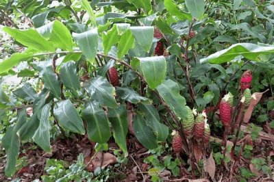 红球姜的亩产量,浇水过多容易减产