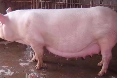 头胎怀孕母猪一天的喂料标准，配种到30日龄饲喂1.8kg的饲料