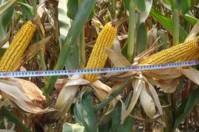 秋实266玉米品种的特性,中熟品种
