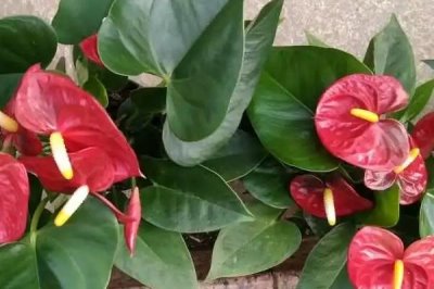 春季红掌怎么养,要防止低温对红掌造成伤害