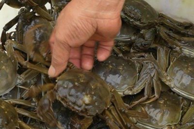 大闸蟹的产地，阳澄湖、固城湖、太湖等地方均有产出