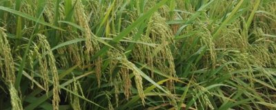 嘉优9370水稻种简介,全生育期150.4天