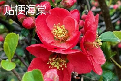 哪里可以购买海棠树,可在山东、江西等省份的苗木市场购买