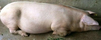 母猪用什么药催产,可以选择缩宫素、氯前列烯醇等