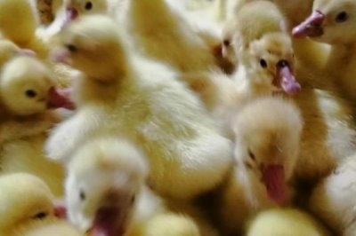 肉鹅的综合养殖技术,1月龄要全天放牧