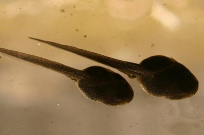 青蛙蝌蚪和蟾蜍蝌蚪的区别,外观、活动状态、大小明显不同