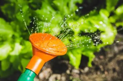 蟹爪兰的打顶方式，夏季过后进行打顶