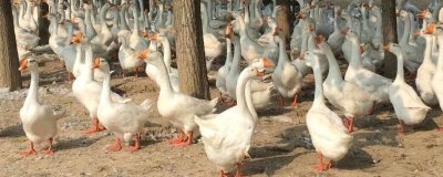 大鹅晚上叫唤正常吗,不正常应及时查看