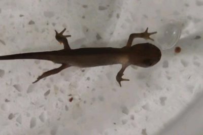 蝾螈怎么养,将水位控制在30厘米左右