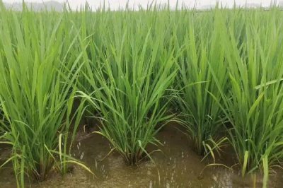 秋乡优699水稻种简介,每亩有效穗数18.6万