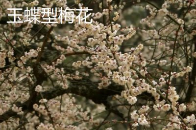 红梅的品种,品种较多各有特点