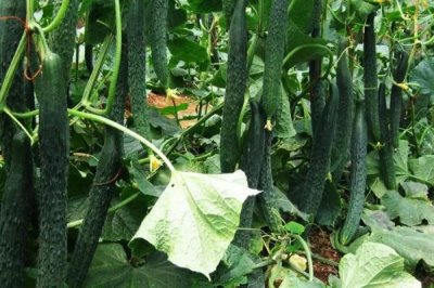 种植黄瓜的方法,缓苗后要中耕松土