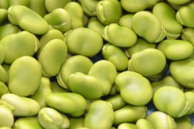 蚕豆和豌豆怎么贮藏,采收后应及时进行低温冷藏