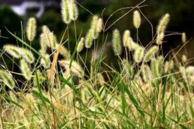 小米最早培育自哪种植物,最早由狗尾草演变而来