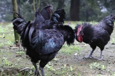 乌鸡的产地,原产自江西省的泰和县武山