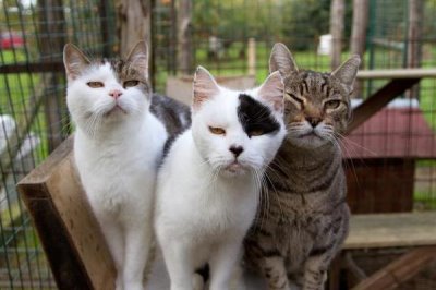 猫癣是否要完全痊愈才能打疫苗,情况不严重可直接接种