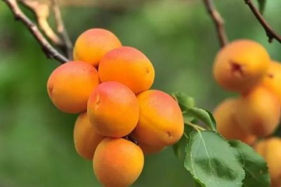 杏的价格,通常在6-7月份成熟
