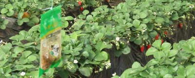 气肥的主要成分是什么，主要成分以二氧化碳为主