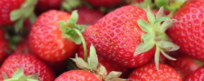 草莓是花托还是果实,草莓是花托