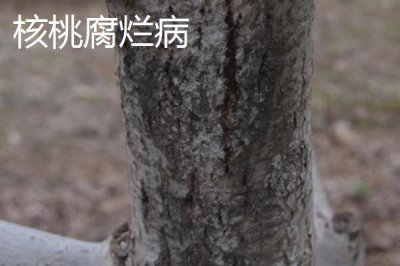 核桃常见病害怎么防治,需对症治疗