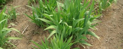 射干怎么种植，出苗前要保持土壤湿润