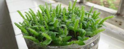 火龙果能否在家种植,可以采用盆栽的方式种植