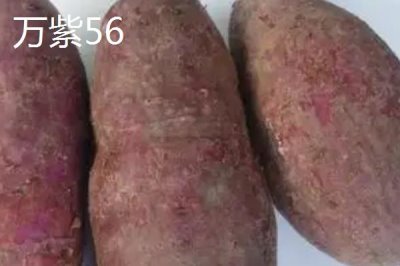 紫薯有哪些品种,以下10种产量高抗病能力强