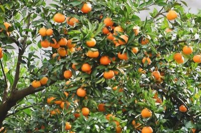 橘子的产地,分布在北纬16-37°之间