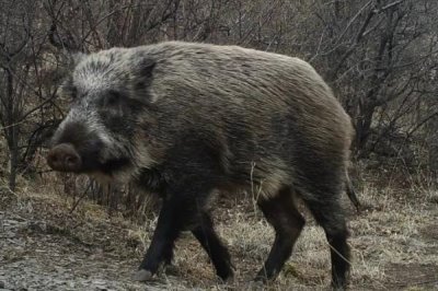 野猪在白天出来活动还是晚上,通常在清晨和傍晚最活跃