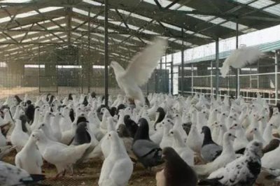温室大棚养殖鸽子的优点,易于建设且光照充足