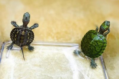 珍珠龟吃什么,吃动物性、植物性或合成饲料等