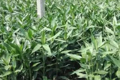 隔几天对富贵竹换一次水，未生根前每隔2-3天换水一次