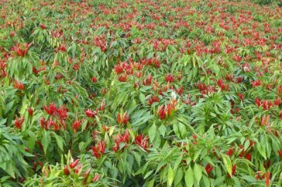 秋冬茬辣椒低产的原因,可能是根系发育不良、肥水不足以及光照不良等