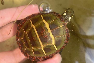 东部锦龟好不好养,饲养难度中等